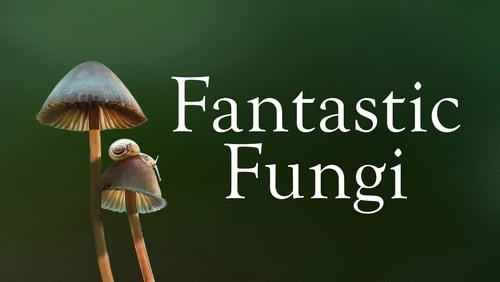รีวิว Fantastic Fungi